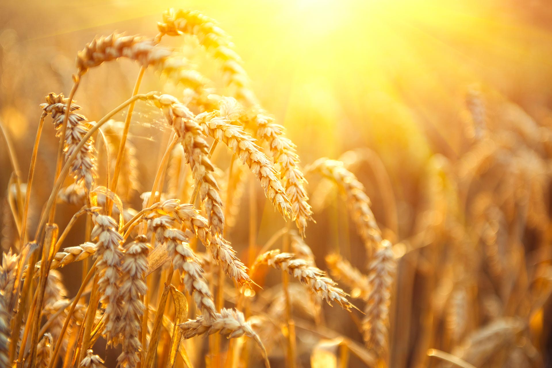 Agricoltori, cooperative, pastai e industria molitoria firmano un protocollo d'intesa per aumentare la disponibilità di grano duro italiano di qualità