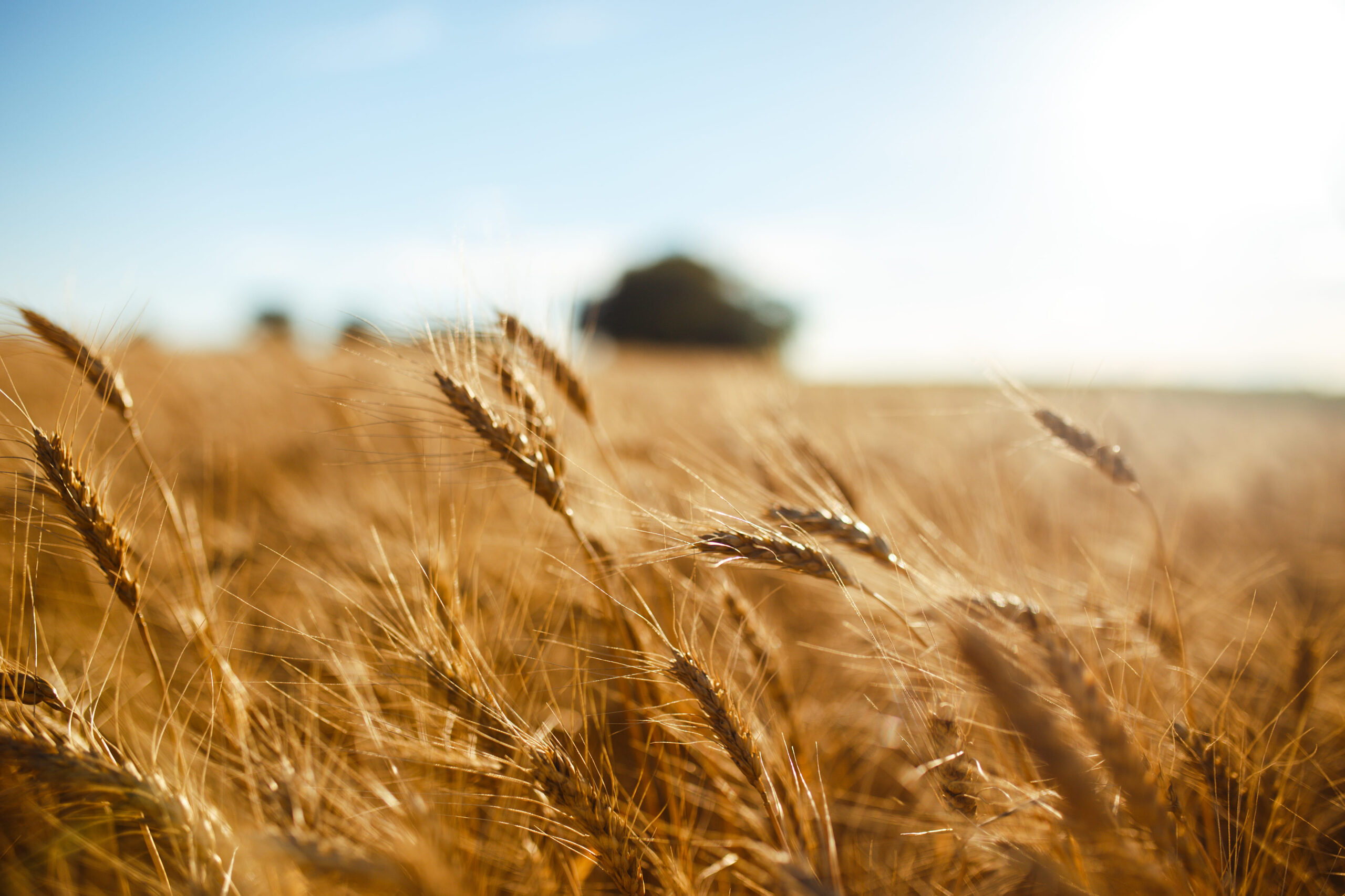 Campo di grano duro maturo, prima fase della filiera della pasta italiana